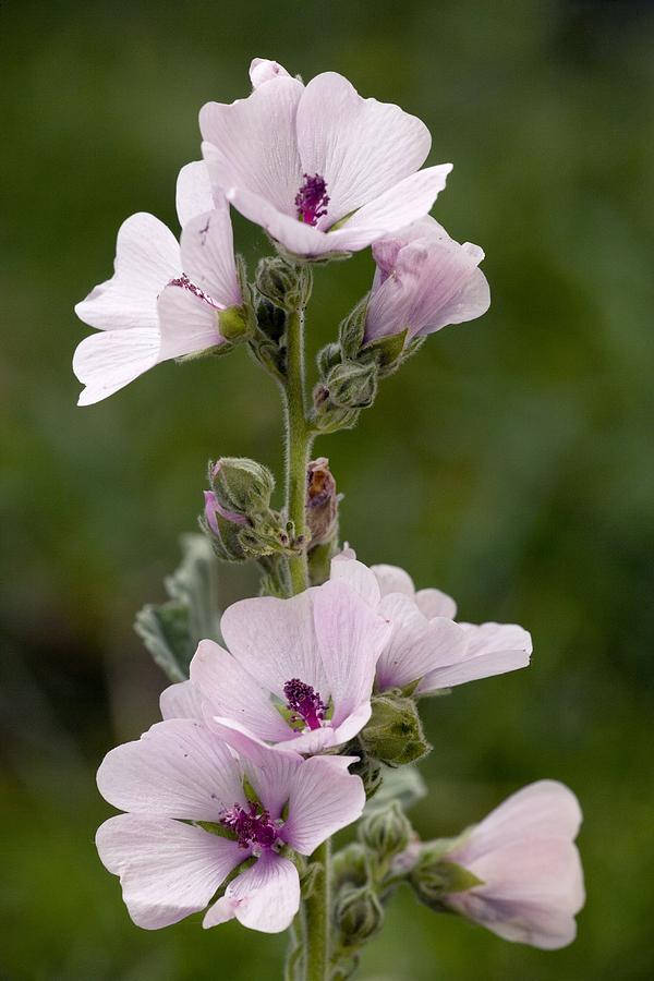 Marsh Mallow (althaea Officinalis) by Bob Gibbons