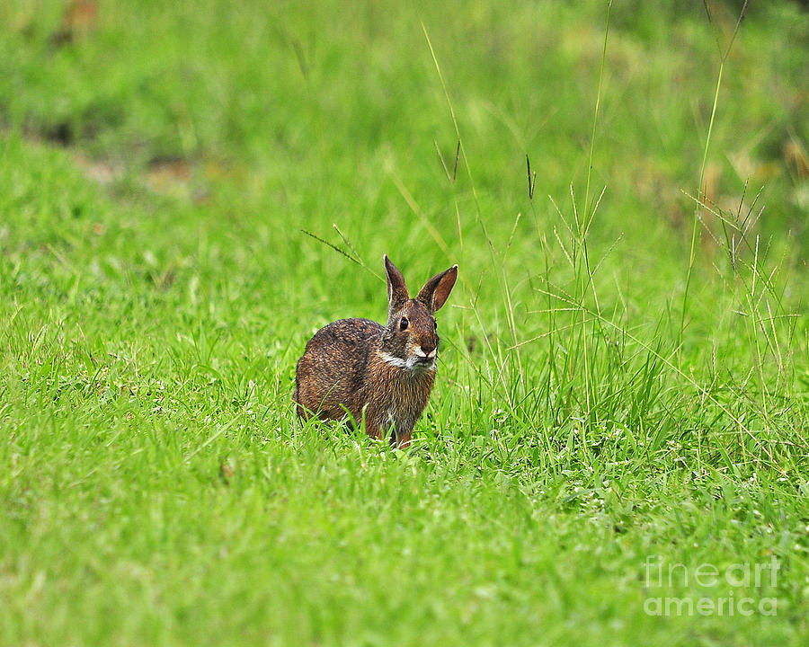 Marsh Rabbit Photograph by Al Powell Photography USA