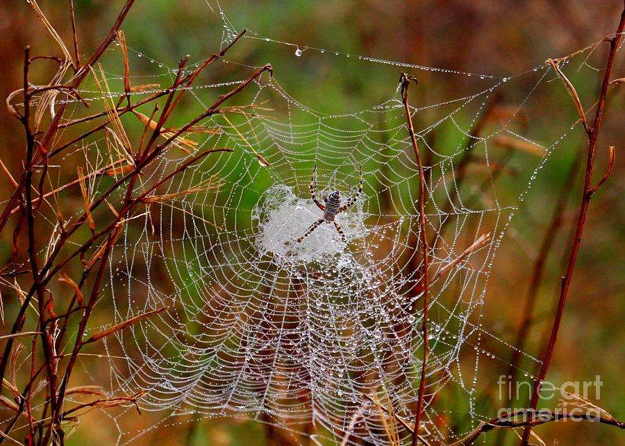 Marsh Spider Web Photograph by Carol Groenen
