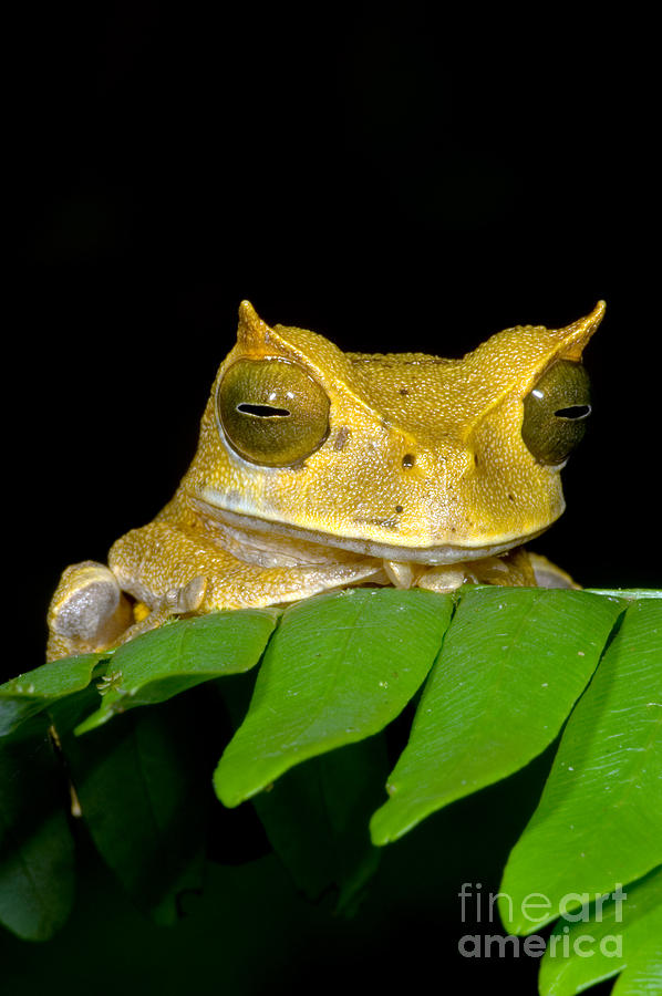 Nature Photograph - Marsupial Frog by Dante Fenolio