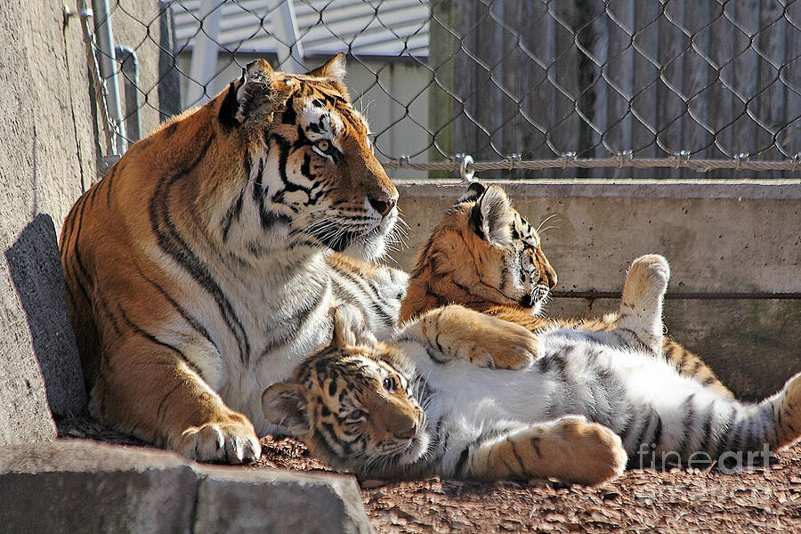 Marta and Cubs Photograph by Jack Schultz