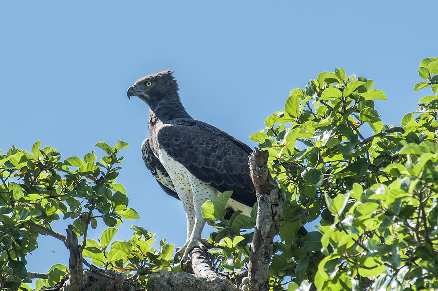 Bird Photograph - Martial Eagle by John Reckleff