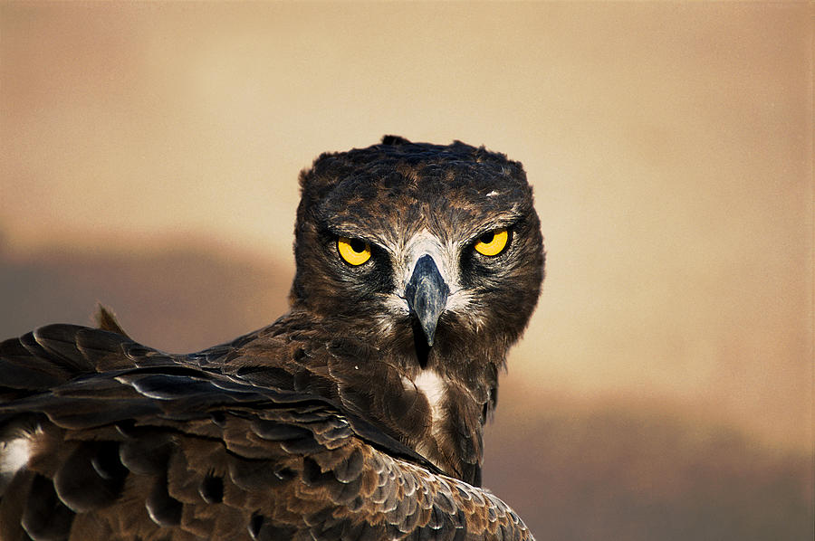 Eagle Photograph - Martial Eagle Portrait by Joe Lategan