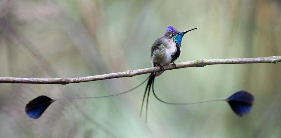 Marvelous Spatuletail Photograph by Max Waugh
