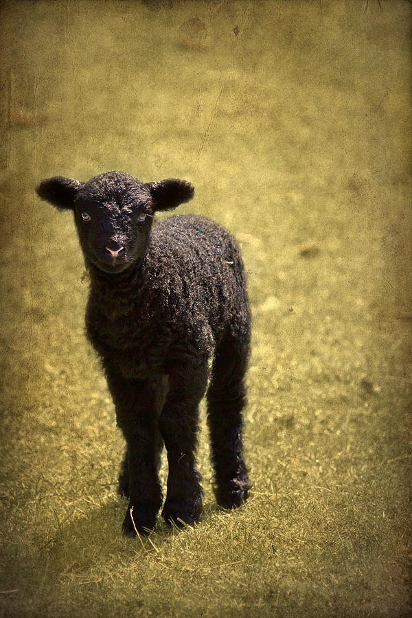 Mary Had A Little Lamb Photograph by Evelina Kremsdorf