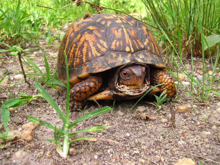 Maryland Box Turtle by Joshua Bales