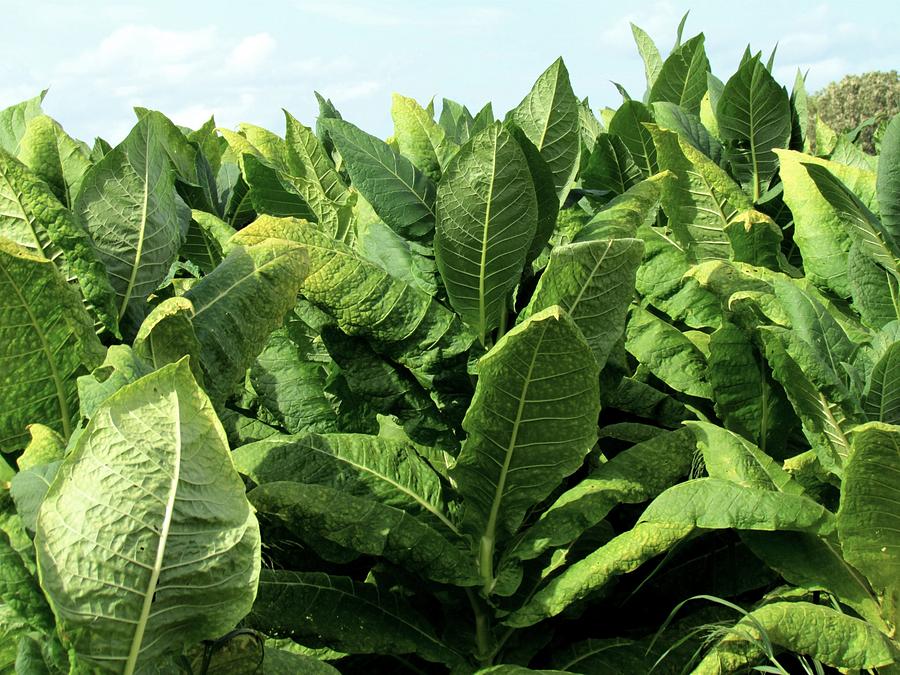 Maryland Tobacco Photograph by Trish Clark