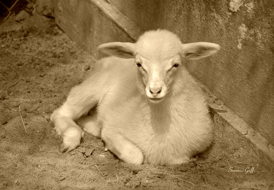 Marys Little Lamb... er Kid in sepia Photograph by Suzanne Gaff