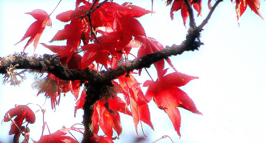 Marys Red Maple Photograph by Rory Siegel