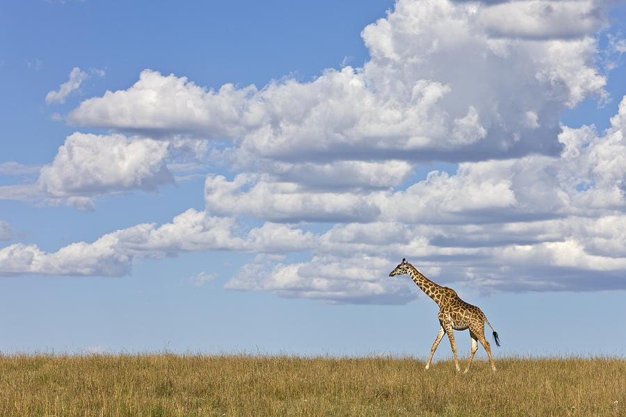 Masai Giraffe on the Savanna Photograph by Ingo Arndt Masai Giraffe on the Savanna Photograph by Ingo Arndt