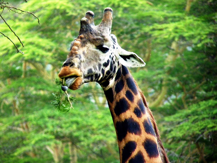 Masai Giraffe Photograph by Tony Murtagh