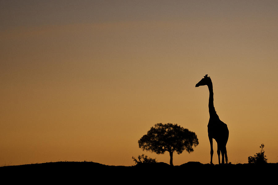 Masai Giraffe Walking Across The Plains At Sunrise Photograph by Manoj Shah