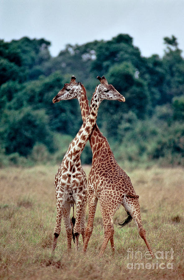 Masai Giraffes Necking Photograph by Greg Dimijian