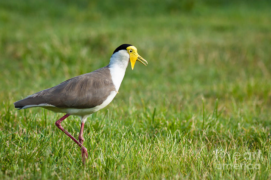 Masked lapwing Photograph by Johan Larson - Fine Art America