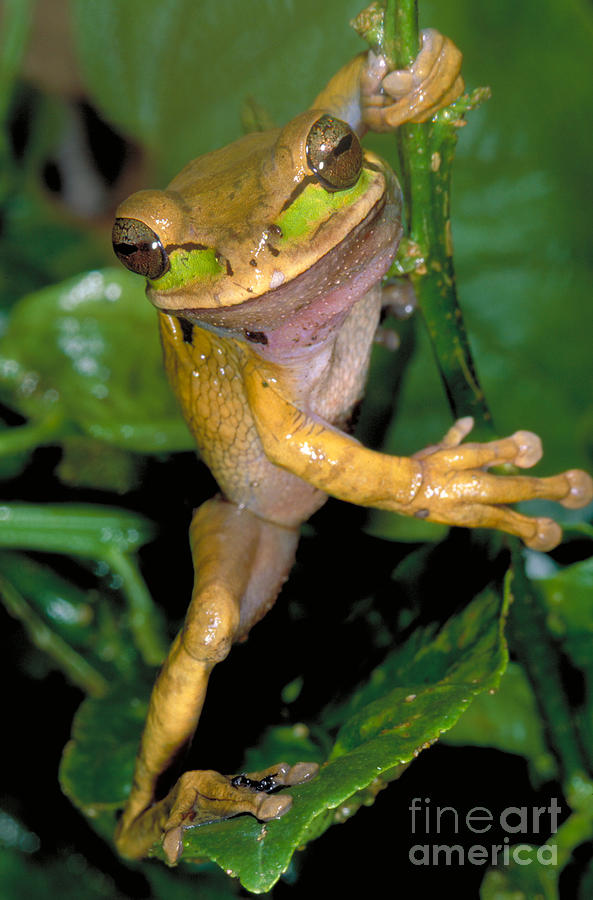 Masked Treefrog Photograph by Gregory G Dimijian