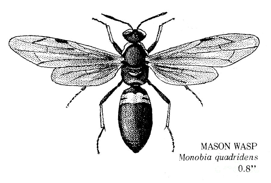 Mason Wasp Photograph by Granger