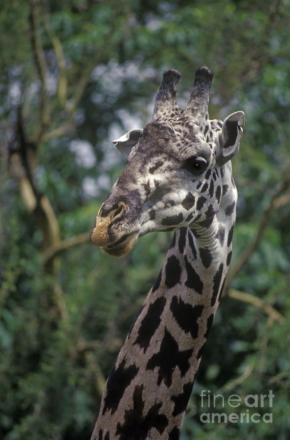 Massai Giraffe - Tanzania Photograph by Craig Lovell