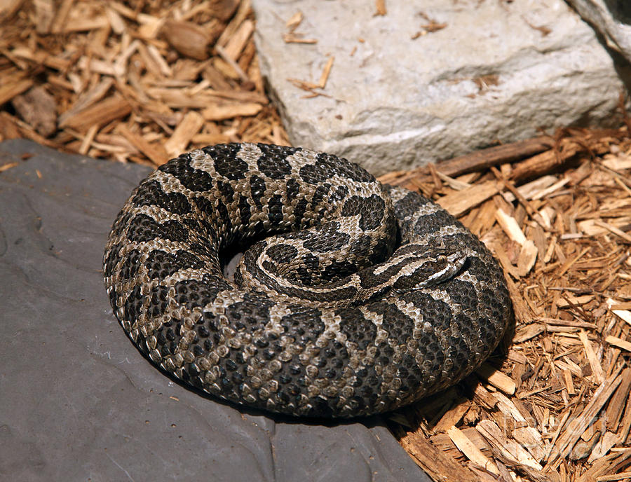 Massasauga Rattlesnake Photograph By Ted Kinsman - Fine Art America