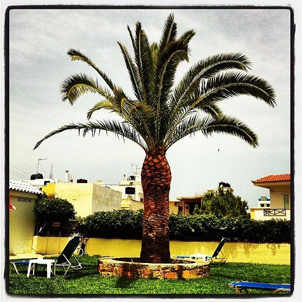 Holiday Photograph - Massive Pineapple #malia2012 #greece by Mike Hayford