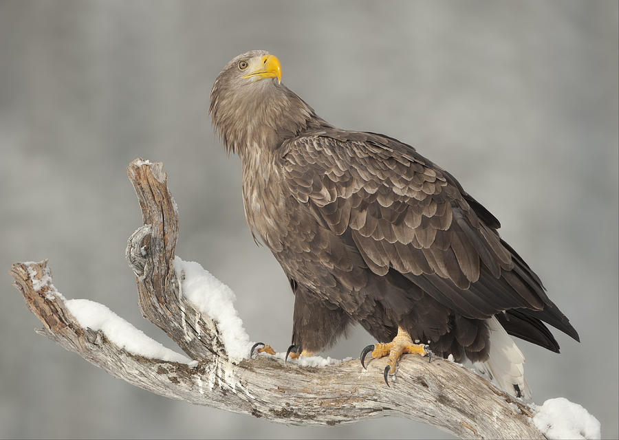 Master And Commander  - White-tailed Eagle Photograph