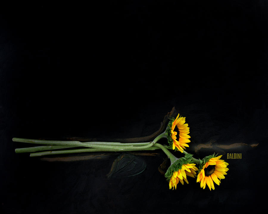 Sun Flower Photograph - Master Sunflowers by J R Baldini M Photog Sun Flower Photograph - Master Sunflowers by J R Baldini M Photog
