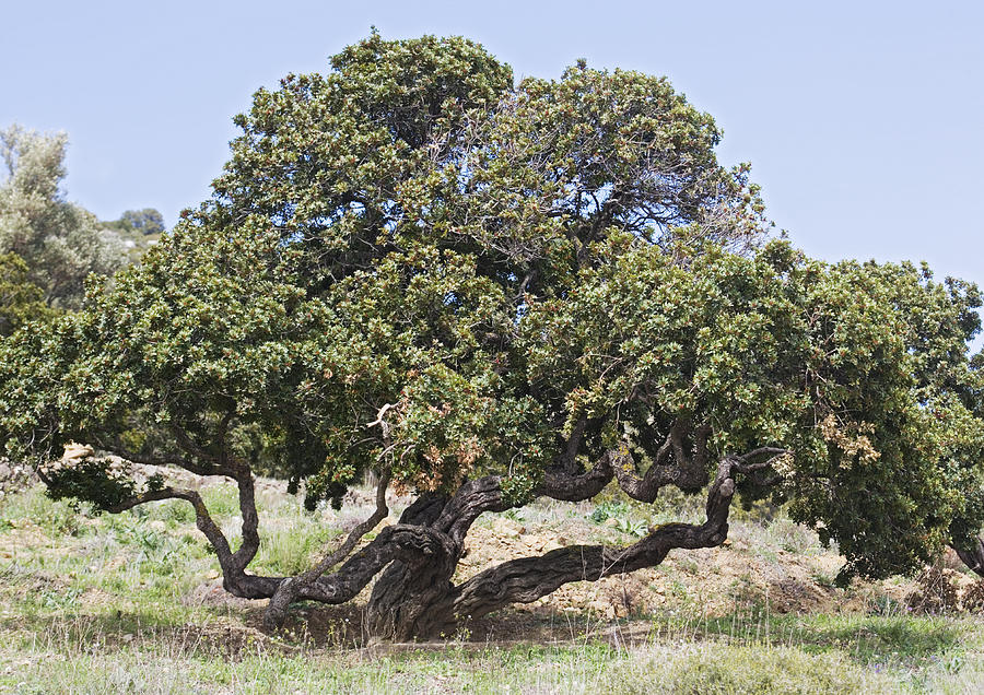 Pistacia Lentiscus Tree