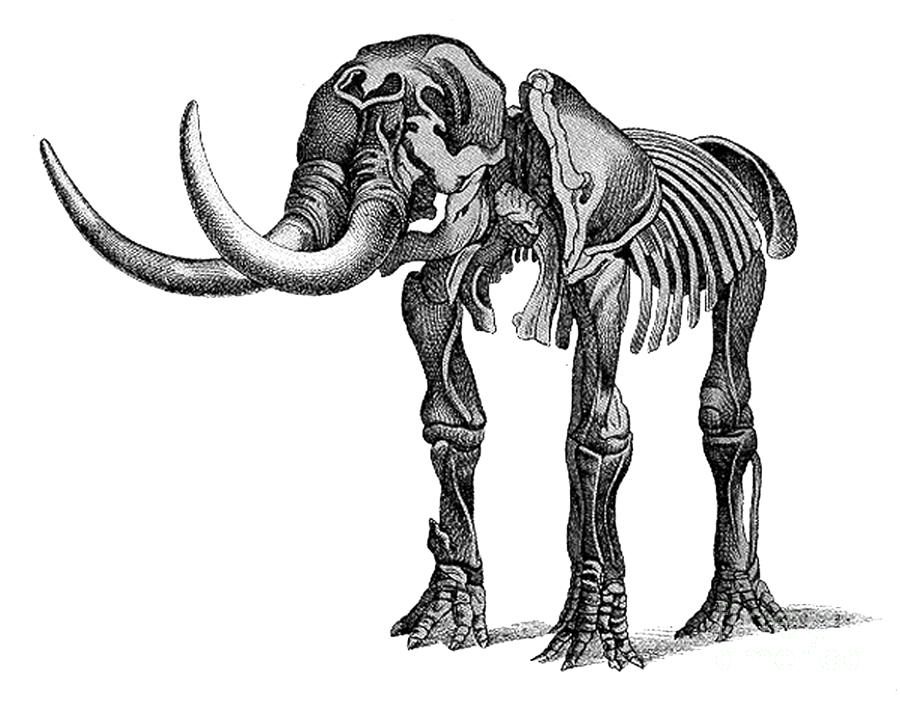 Prehistoric Photograph - Mastodon, Cenozoic Mammal by Science Source