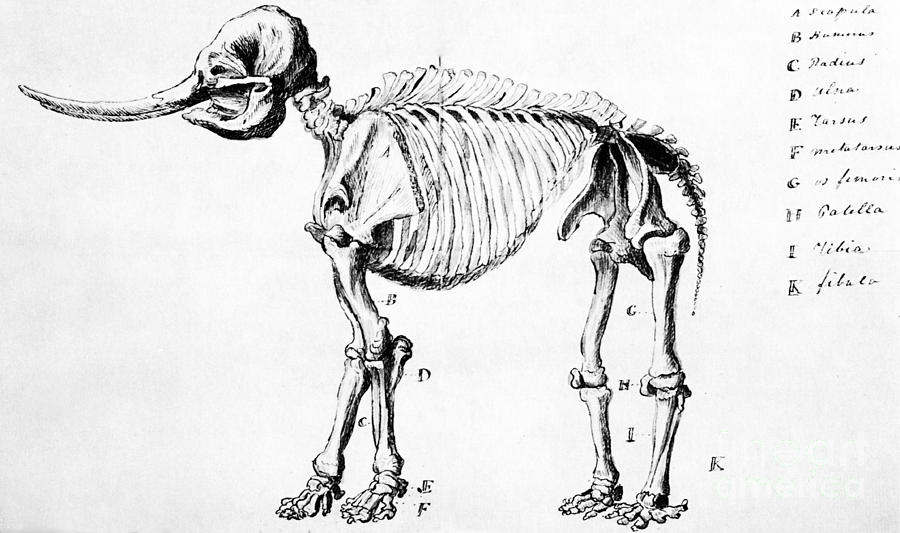 Mastodon Skeleton Drawing Photograph by Science Source