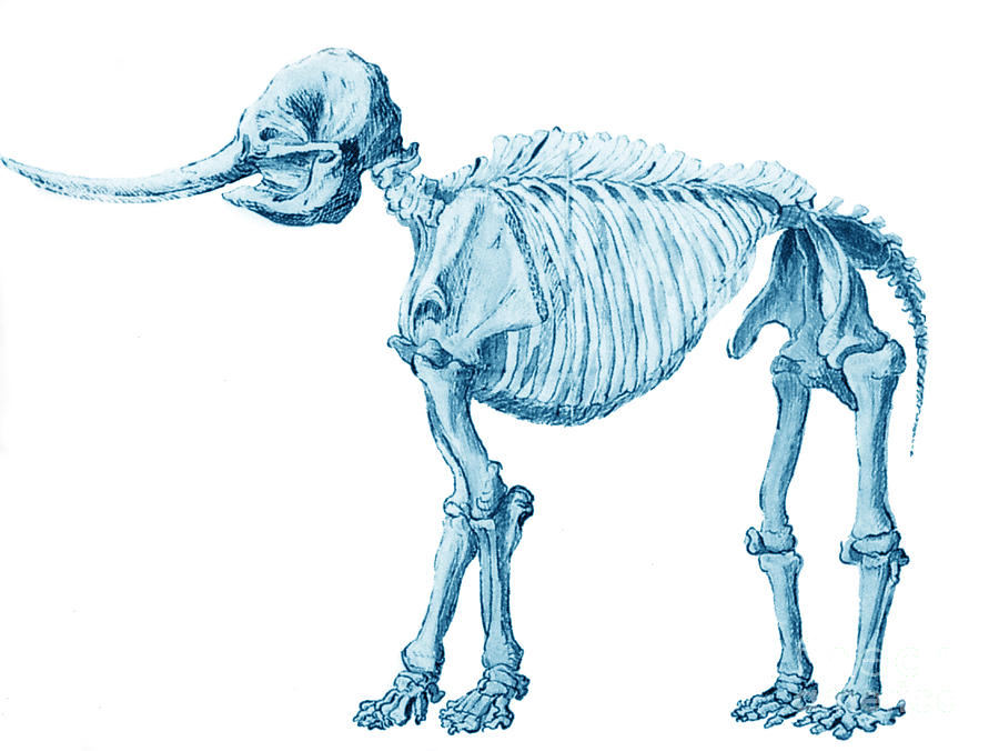 Mastodon Skeleton Photograph by Science Source