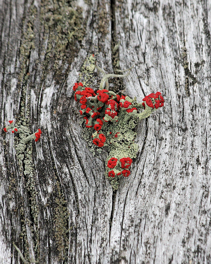 Matchstick lichen Photograph by Doris Potter