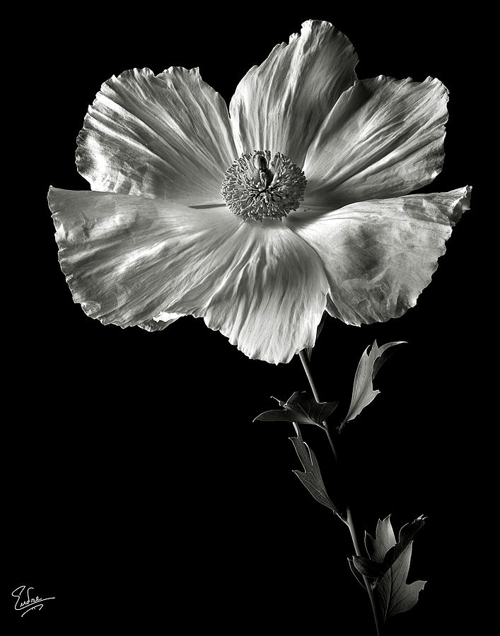 Matilija Poppy in Black and White Photograph by Endre Balogh