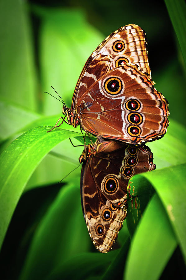 Mating Butterflies  Photograph by Harry Spitz