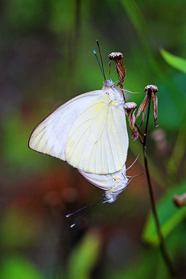 Mating Butterflies- St Lucia Photograph by Chester Williams