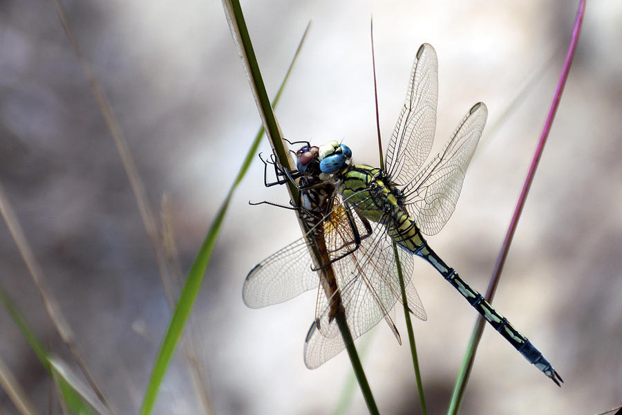 Nature Photograph - Mating Dragonflies  by Focus  Fotos