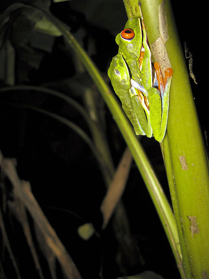 Mating Green Tree Frogs Photograph by Forest Alan Lee