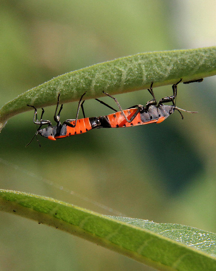 Nature Photograph - Mating Milkweed Beetles by Doris Potter