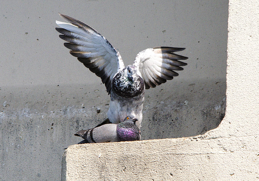 Mating Time Photograph by Roy Williams - Pixels