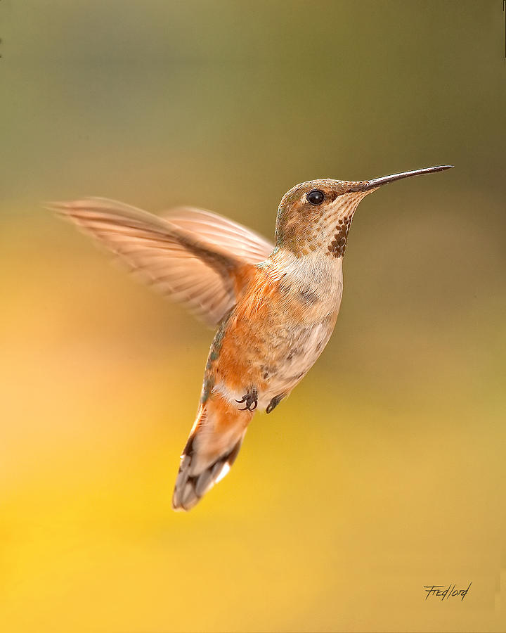 Mature Female Rufous Hummingbird Photograph by Fred J Lord