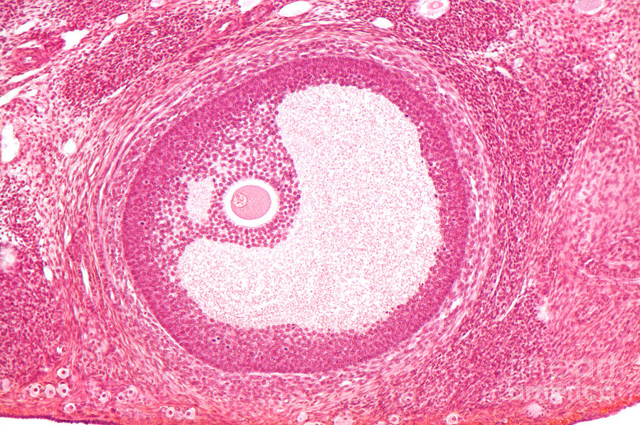 Histology Photograph - Mature Graafian Follicle, Mouse Ovary by M. I. Walker