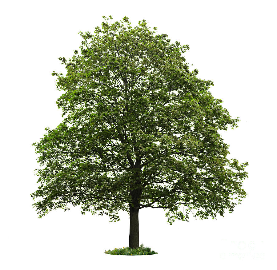 Mature Maple Tree Photograph