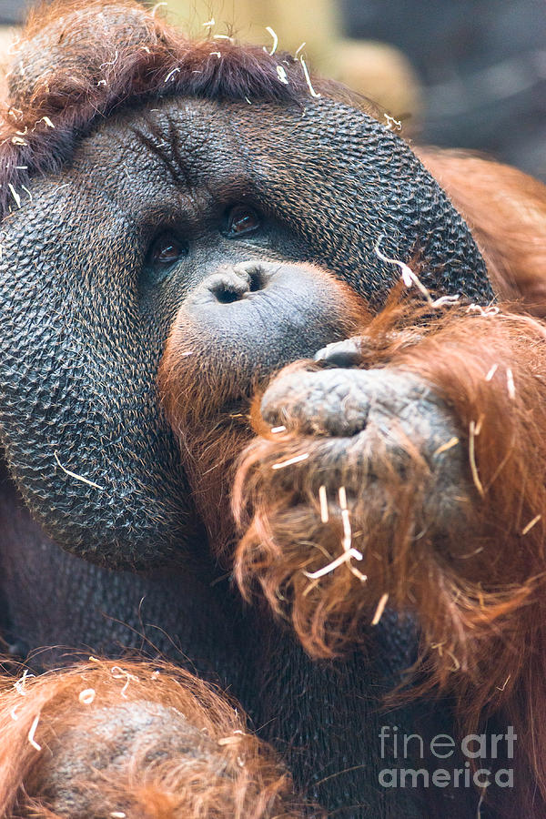Wildlife Photograph - Mature Orangutan by Andrew  Michael