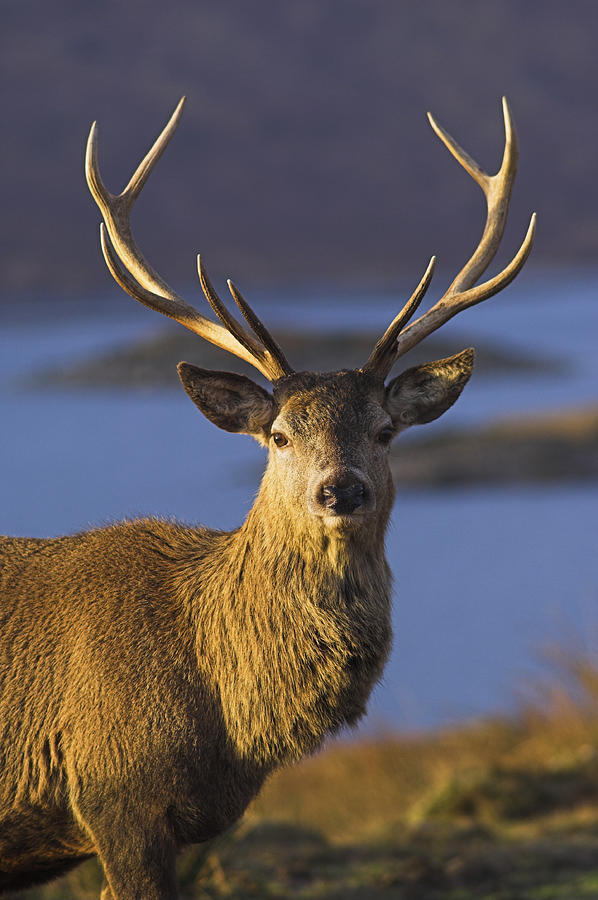Mature Red Deer Stag Photograph by Duncan Shaw