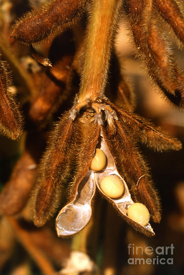 Soybean Photograph - Mature Soybeans by Science Source