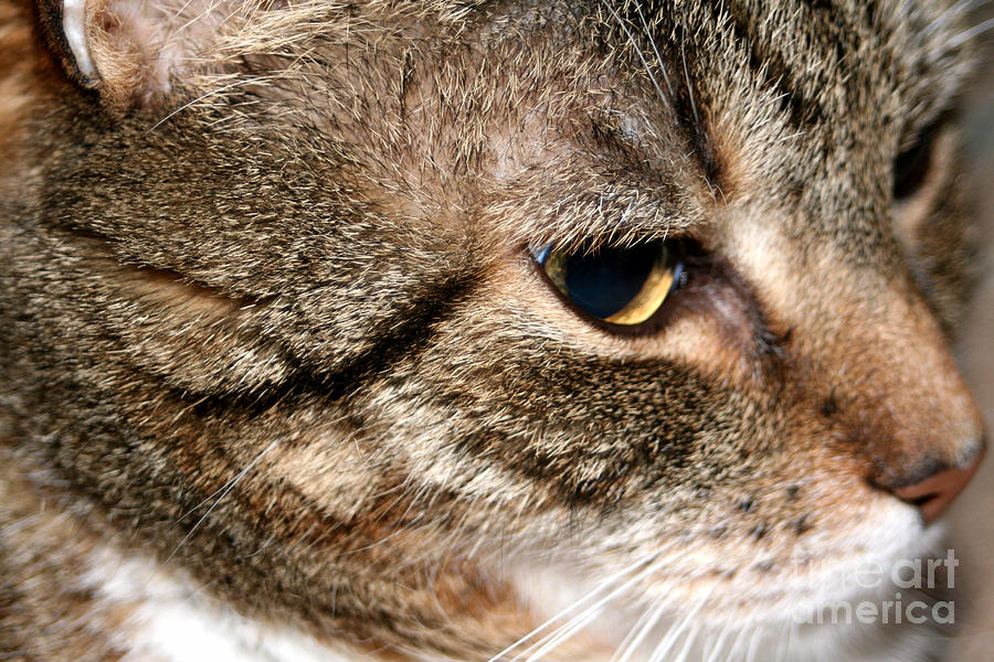 Mature Tabby Cat Photograph by Susan Stevenson