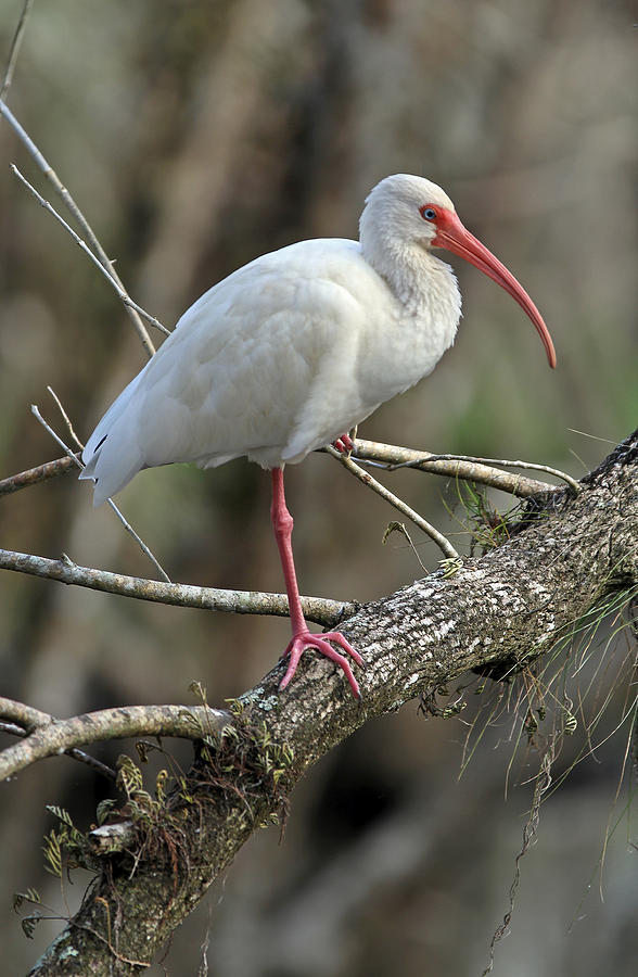 Mature White Ibis Photograph by Juergen Roth