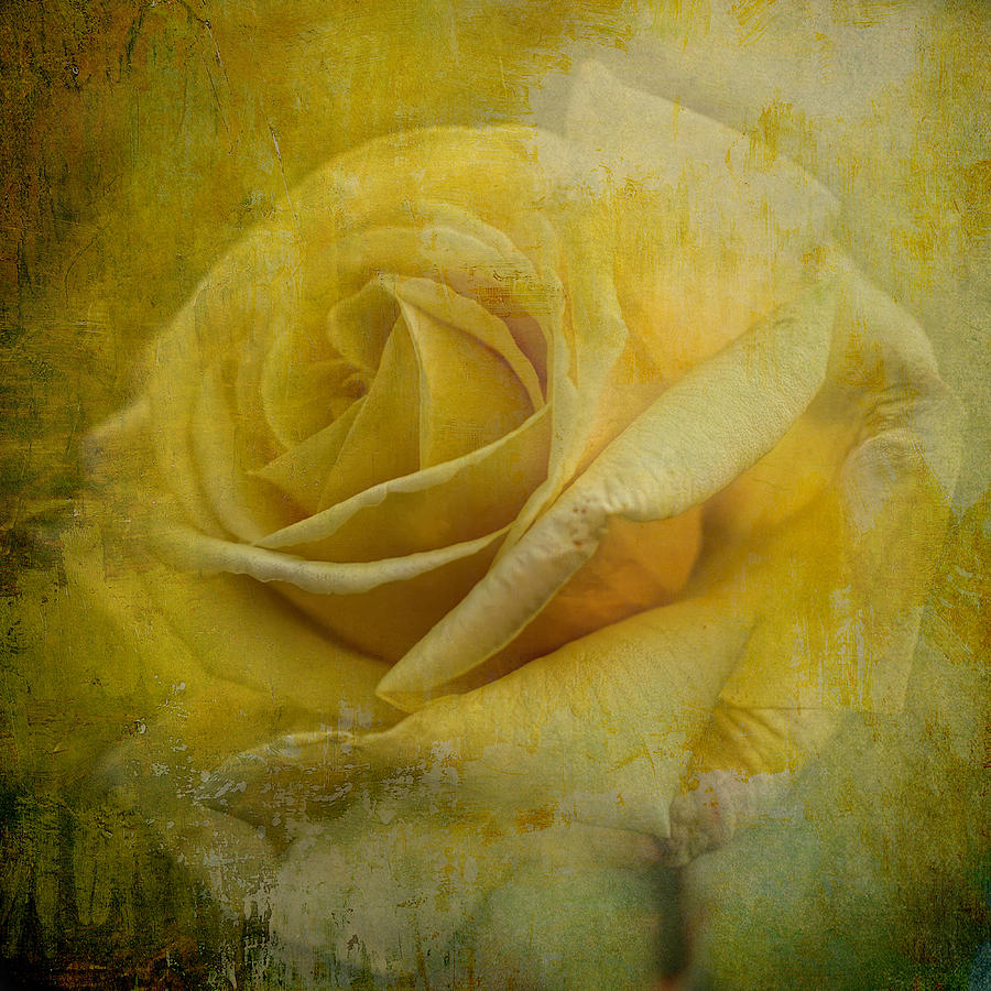 Rose Photograph - Maturing Gracefully by Martin Crush