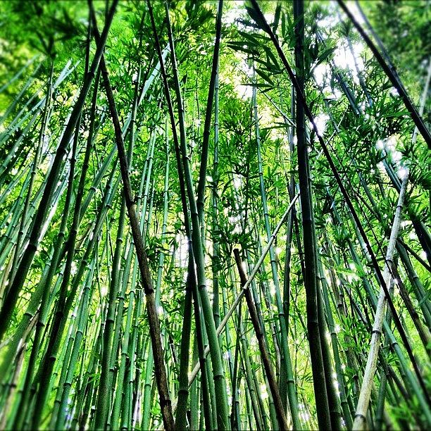 Maui Photograph - Maui Bamboo Forest by Chris Fabregas