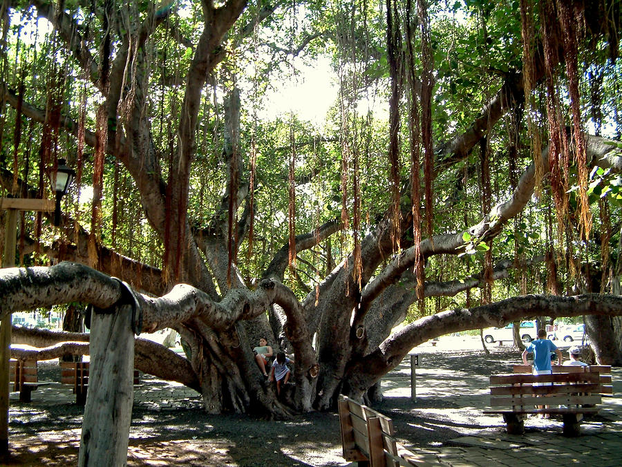 Tree Photograph - Maui Banyan Tree Park by Rob Green