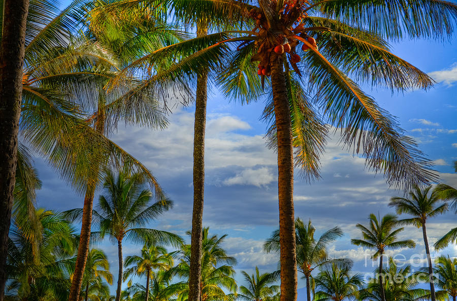 Maui Coconut Palms Photograph by Kelly Wade