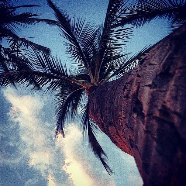 Beach Photograph - Maui Palm by Kerri Lacey